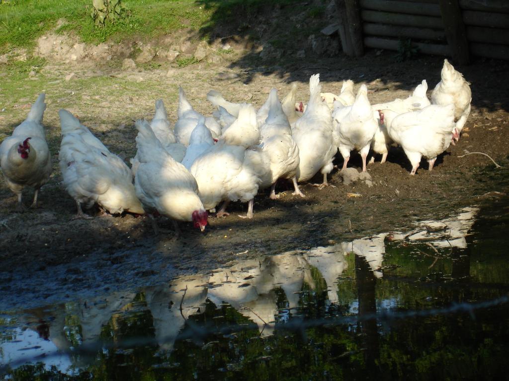 La Ferme Du Pressoir Guest House Conteville Kültér fotó